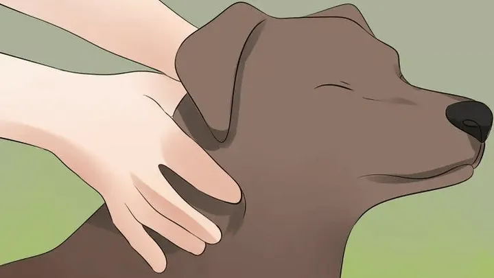 Heb je een hond? Doe dan af en toe DIT! Het kan vele gezondheidsklachten oplossen!