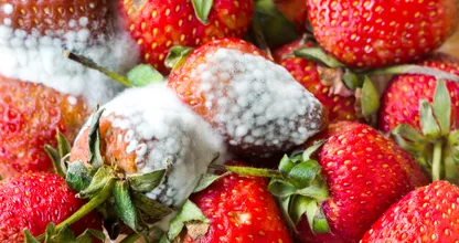 Goeie vraag: hoe ontstaat schimmel op eten?