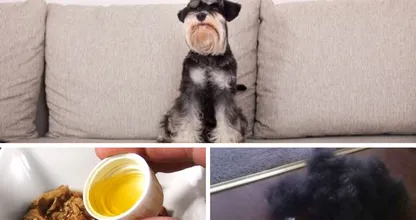 Durch dieses Haushaltsmittel wird dein Haustier VIEL weniger Haare verlieren!