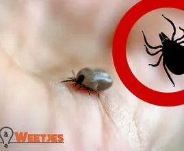 Waarschuwing: komende weken zeer hoge kans op tekenbeten!