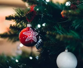 Zo veel insecten kruipen er in jouw kerstboom rond