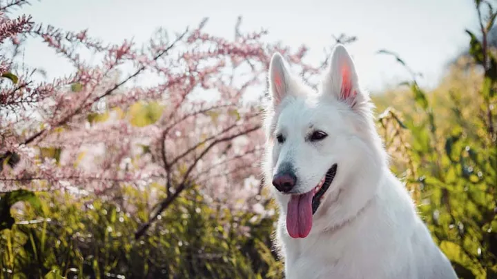 Hombre instala cámara después de que un perro mirara un lugar en la pared durante días
