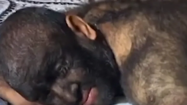 The Hairiest Girl In the World Shaves Her Face For The First Time