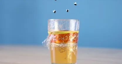 Das sind die 5 effektivsten Fallen gegen Fruchtfliegen