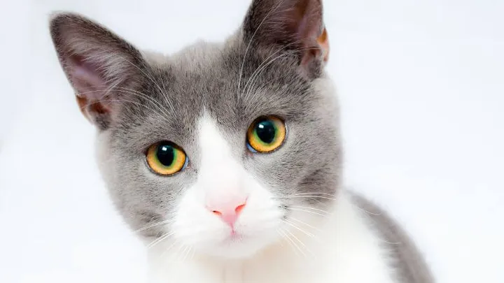 Wat lief! Dit zijn de tekenen dat je kat écht van je houdt