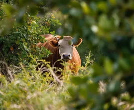 Un fermier retrouve une vache disparue après 8 mois - Lorsqu'il s'approche, elle devient pâle.