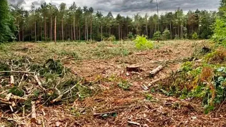 Urso acena para a família todas as manhãs - um dia, o pai faz uma descoberta chocante