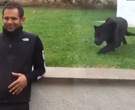 Man Doesn’t Notice Black Panther Sneaking Up On Him From Behind Until It Is Too Late