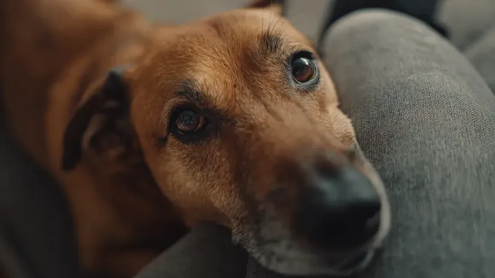 Cão começa a cavar no quintal - o que ele encontra muda a vida de seu dono para sempre