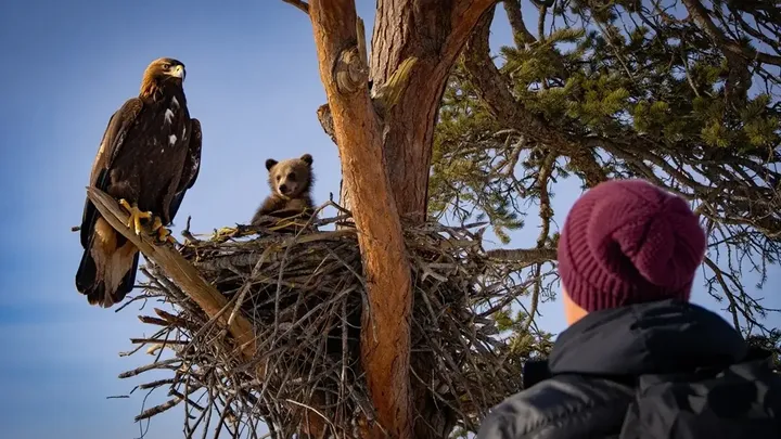 Águila arrebata cachorro de oso del patio - ¡Lo que descubren los vecinos te dejará boquiabierto!