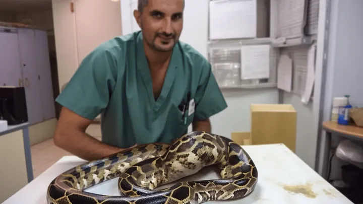 Γυναίκα νόμιζε ότι θα μπορούσε να κοιμάται με ασφάλεια με το κατοικίδιο ζώο της Python κάθε βράδυ, μέχρι που ο κτηνίατρος της έδειξε την εκπληκτική αλήθεια