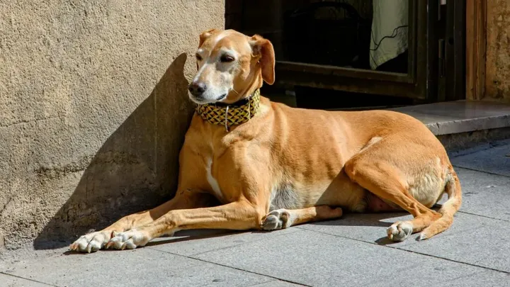 7 Words That Dogs Can Understand (And 4 That No Dog Can)