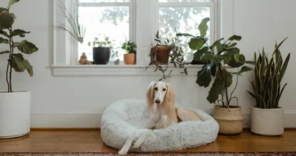 Thuiswerken voorbij? Met deze tips kun je je huisdier leren om alleen te zijn