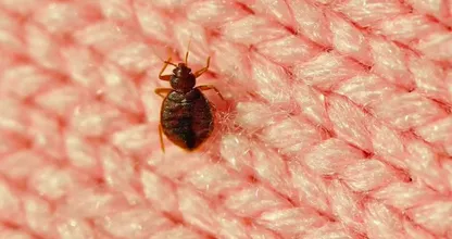 Got an itch? You might have bedbugs: these are the symptoms