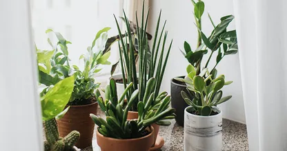 Met deze planten in je raamkozijn komen er geen vliegen meer binnen