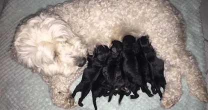 Er ie iemand niet helemaal trouw geweest; wit hondenkoppel krijgt zwarte puppies!
