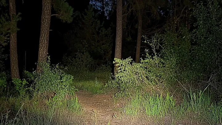 Mann dachte, er hätte einen Welpen im Wald gefunden - als die Tierärztin sie sieht, ruft sie die Polizei