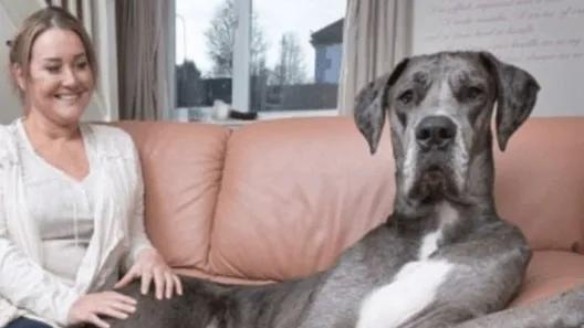 DIT is Freddy; de grootste hond ter wereld! Deze hond MOET je echt zien, niet te geloven!