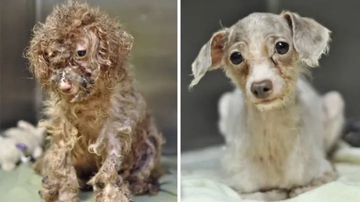 Wat verzorgers met deze zieke dieren hebben gedaan... Het liet ons hart smelten!