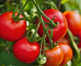We all make this mistake when preparing tomatoes