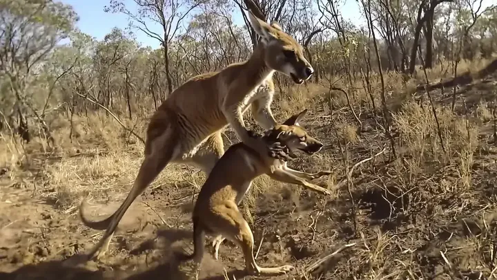 Un canguro afferra un cane e scappa: le rivelazioni degli abitanti del luogo vi sorprenderanno!