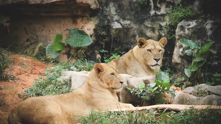 Verdrietig nieuws: dierentuin Artis moet afscheid nemen van leeuwen