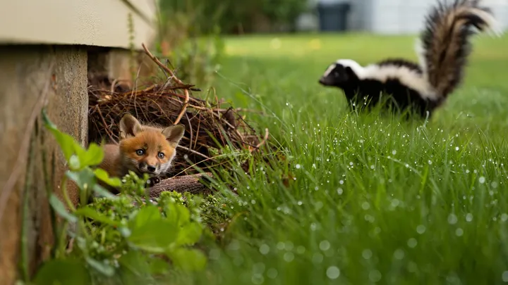 Dog Appears on Porch Every Night – What It Was Hiding Will Surprise You