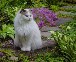 Vous avez toujours les chats des voisins dans votre jardin ? Avec cette astuce, ils ne viendront plus!