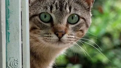 De esta forma, tu gato intentará decirte algo. No sabíamos el número 5