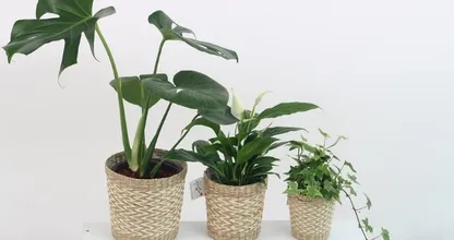Zo kun je kamerplanten afstoffen zonder ze te beschadigen