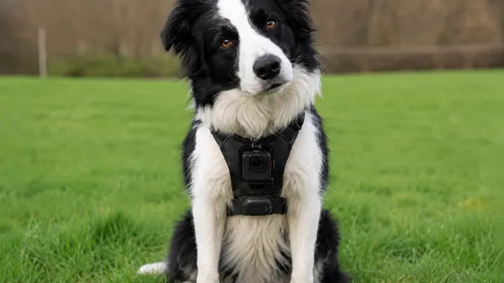 Este perro llevaba una cámara que le hacía fotos cada vez que se excitaba. La recopilación resultante está derritiendo corazones