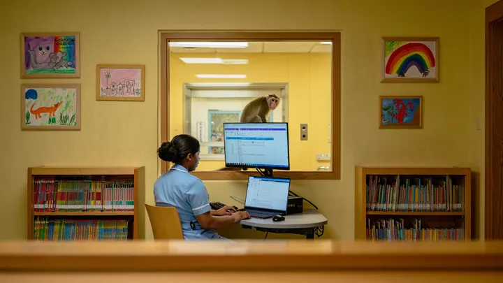 Monkey Visits Children’s Hospital Every Day – The Reason Why Will Melt Your Heart