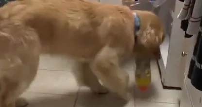 Brave hond weet precies wat hij moet doen als de bloedsuikerspiegel van zijn baasje daalt