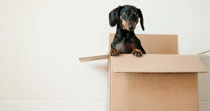 Verhuizen met huisdieren: dit is hoe je dat aanpakt
