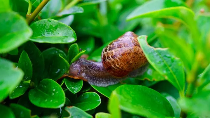 Got snails in your garden? With this environmentally friendly trick they'll be gone in no time!