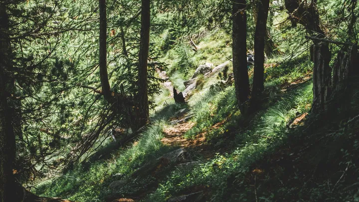 Bear Waves To Family Every Morning - One Day Dad Follows Him And Makes A Strange Discovery