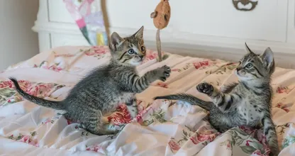 7 spielerische Ideen, damit deine Katze beschäftigt bleibt und nicht auf dumme Gedanken kommt (wie die Möbel zerkratzen!)