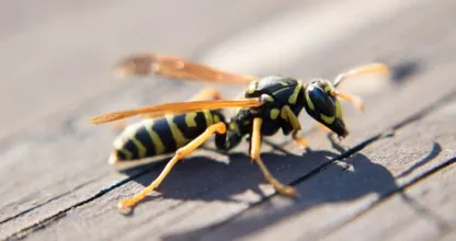 This is the terrifying reason why you shouldn't kill a wasp