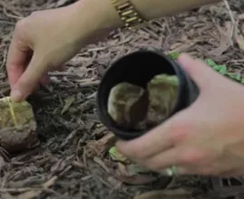 Enterrez vos sachets de thé dans votre jardin et voici ce qu’il se passe ! Incroyable !