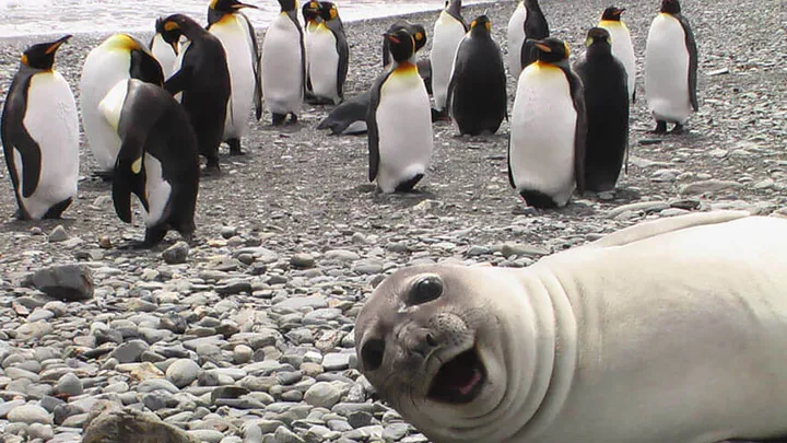 Hilarisch: deze dieren willen wel héél graag op de foto... Vooral bij #5 lachen wij dubbel!