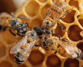 Approvato il primo vaccino al mondo per le api mellifere
