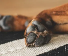 Schmiere die Pfoten deines Hundes mit Vaseline ein damit er jetzt nicht leiden muss!