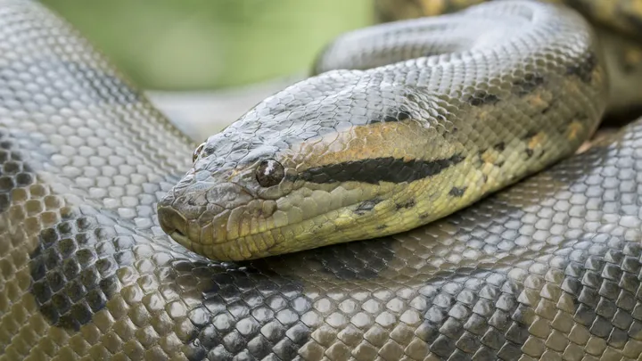 ¡Estos trabajadores encontraron una serpiente gigante - no creerás lo que encontraron dentro!