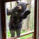 Ein Bär winkt der Familie jeden Morgen - eines Tages folgt ihm der Vater und macht eine schockierende Entdeckung