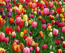 Dit vertelt de kleur van de tulpen die jij kiest over jou als persoon