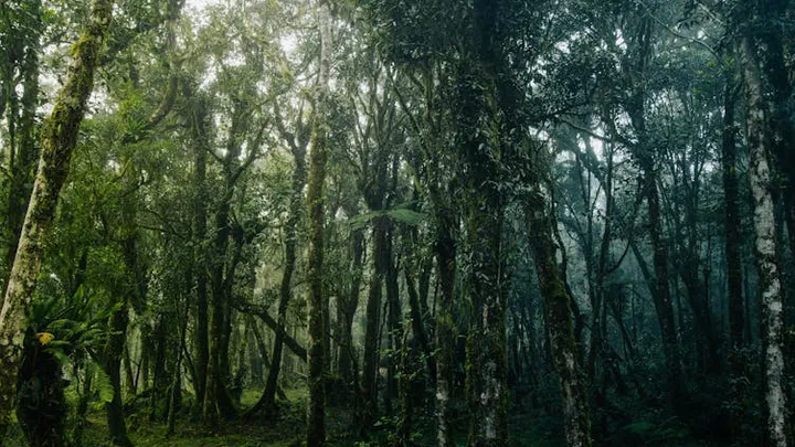 Una donna segue un orso nella foresta dopo che si è avvicinato inaspettatamente a lei alla fermata dell'autobus