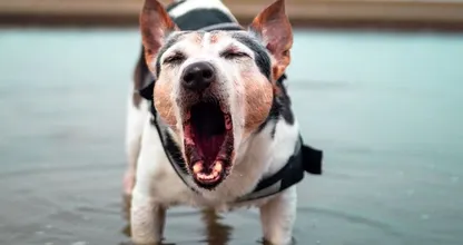 Om deze redenen kan je hond soms agressief reageren als er andere honden in de buurt zijn