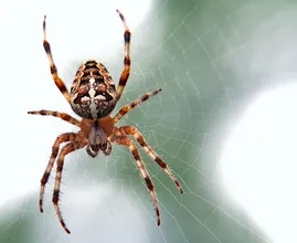 Vrouw deelt handig trucje om spinnen uit je huis te houden