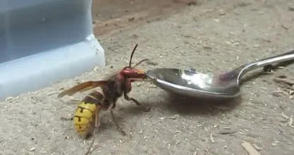 Wie gefährlich ist die Hornisse wirklich und was muss man tun, wenn man gestochen wird?