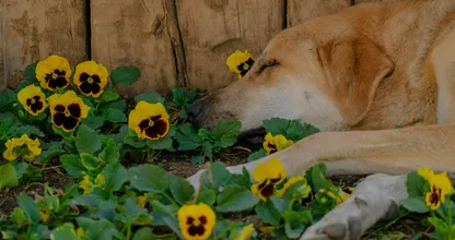 Drama in luxe hondenpension: 10 honden dood gevonden
